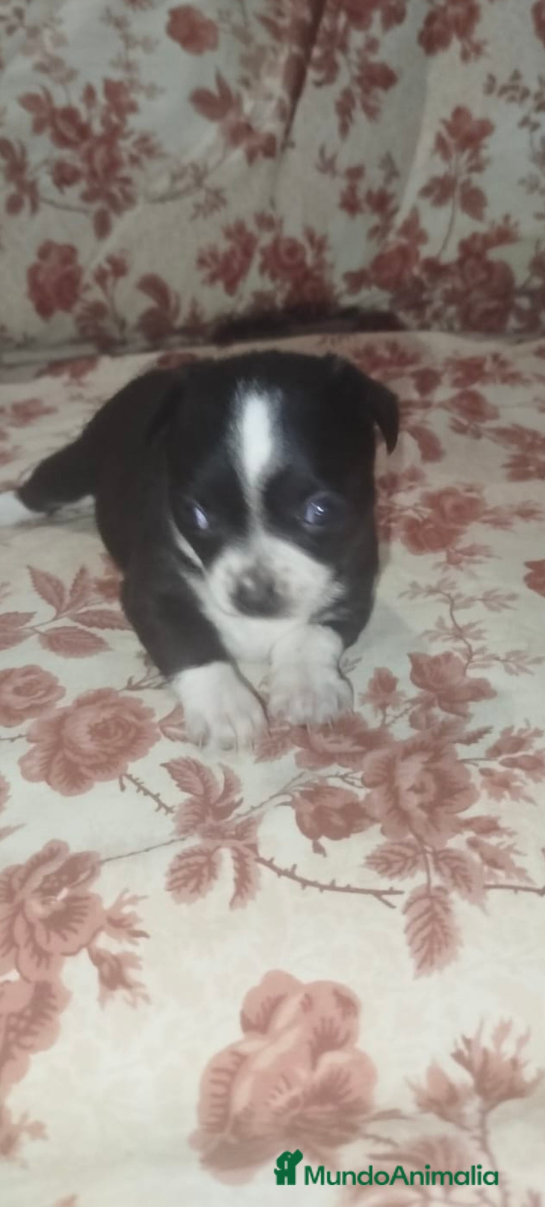 Chihuahua perros en venta: Hembra chihuahua  - Imagen 2