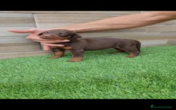 Dobermann perros en venta: Doberman  - Imagen 2