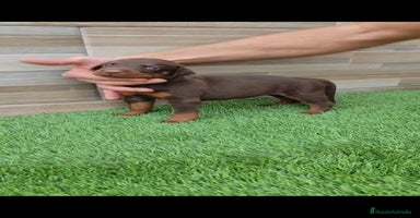Dobermann perros - Anuncio 2