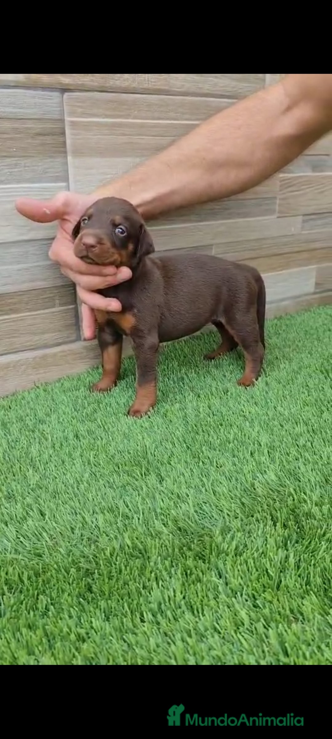 Dobermann perros en venta: Doberman  - Imagen 2