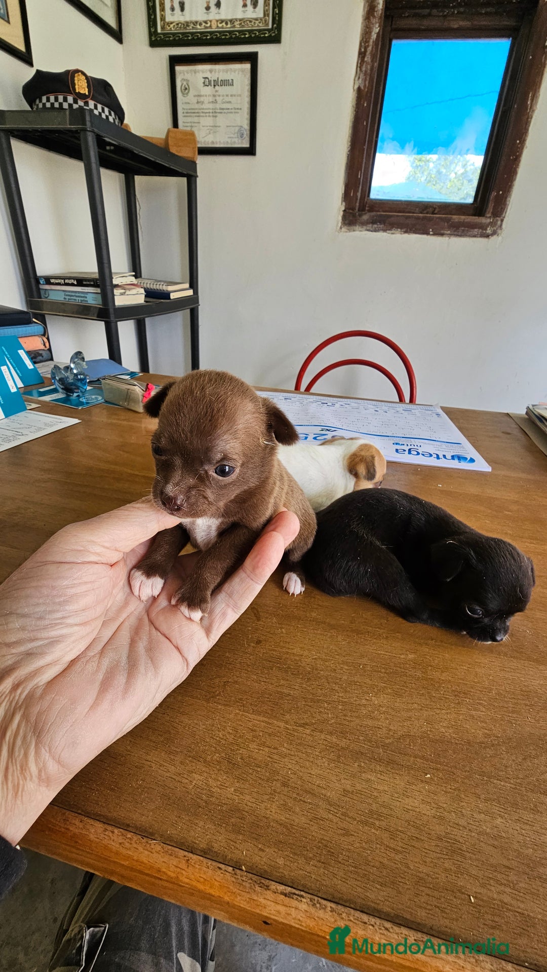 Chihuahua perros en venta: Espectaculares chihuahuas  - Anuncio 6