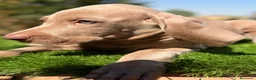 Weimaraner perros en venta: Braco de Weimar  - Anuncio 6