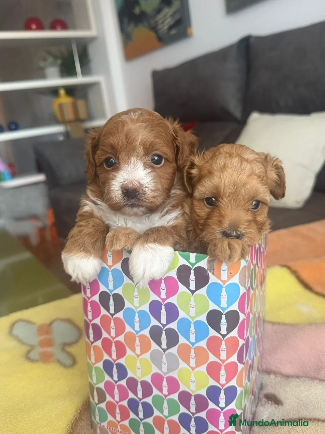 Caniche Toy perros en venta: Caniches Toy  - Anuncio 1