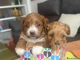 Caniche Toy perros Caniches Toy - Anuncio 2