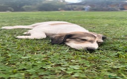 Saluki perros en venta: Camada de Salukis  - Imagen 31