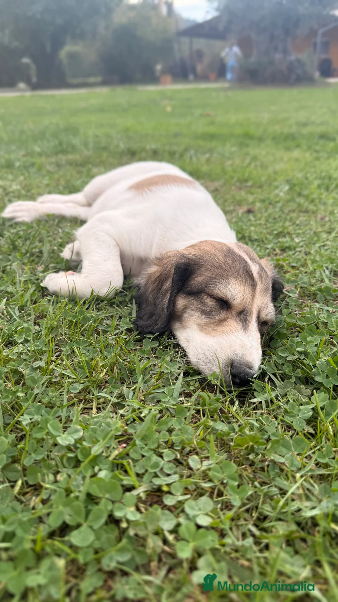 Saluki perros en venta: Camada de Salukis  - Anuncio 32