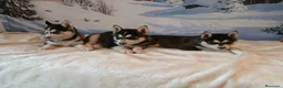 Husky Siberiano perros en venta: Husky Siberiano  - Anuncio 2