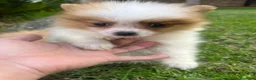 Spitz pequeño - Kleinspitz perros en venta: Pomerania kleinspitz 🐕 - Anuncio 7