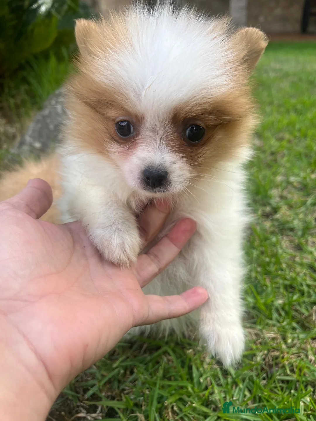 Spitz pequeño - Kleinspitz perros en venta: Pomerania kleinspitz 🐕 - Anuncio 7