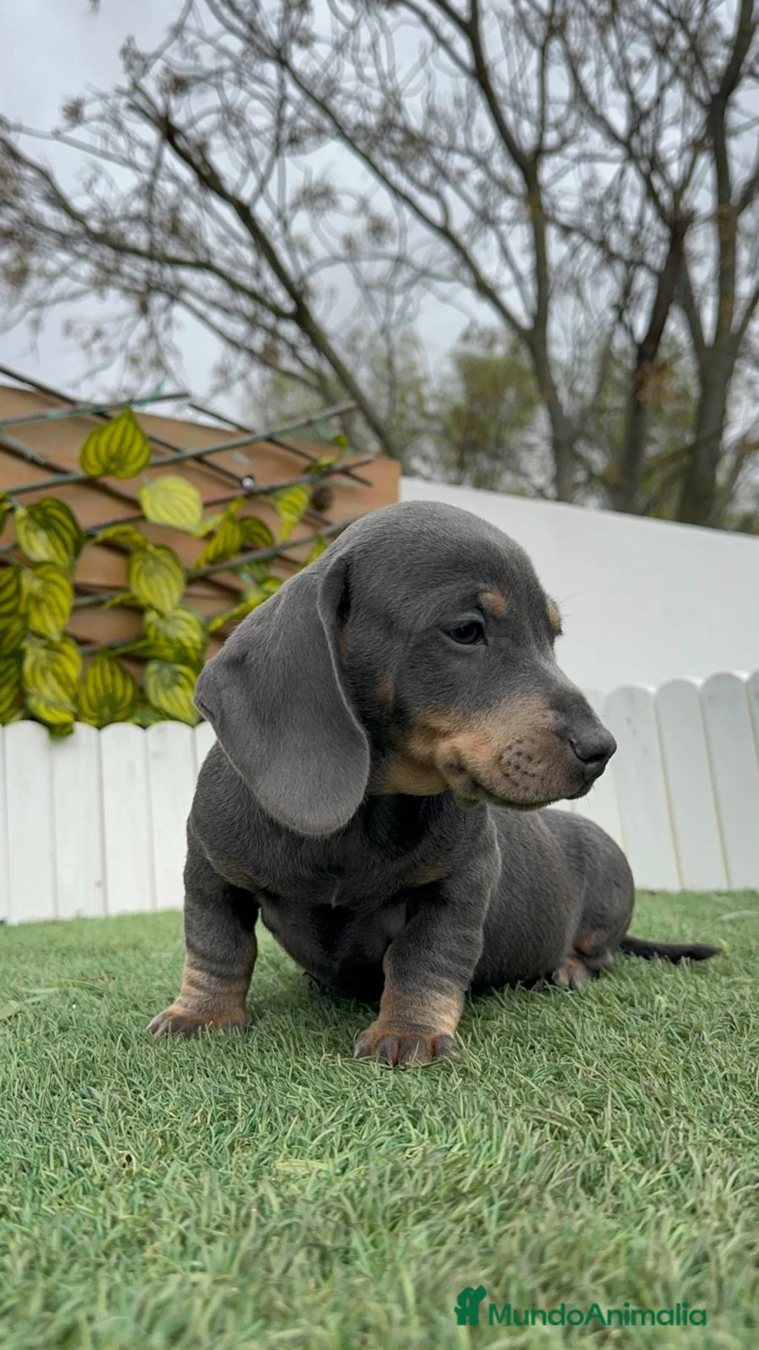 Teckel Miniatura perros en venta: TECKEL MINIATURA BLUE - Anuncio 6