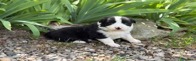 Border Collie negro