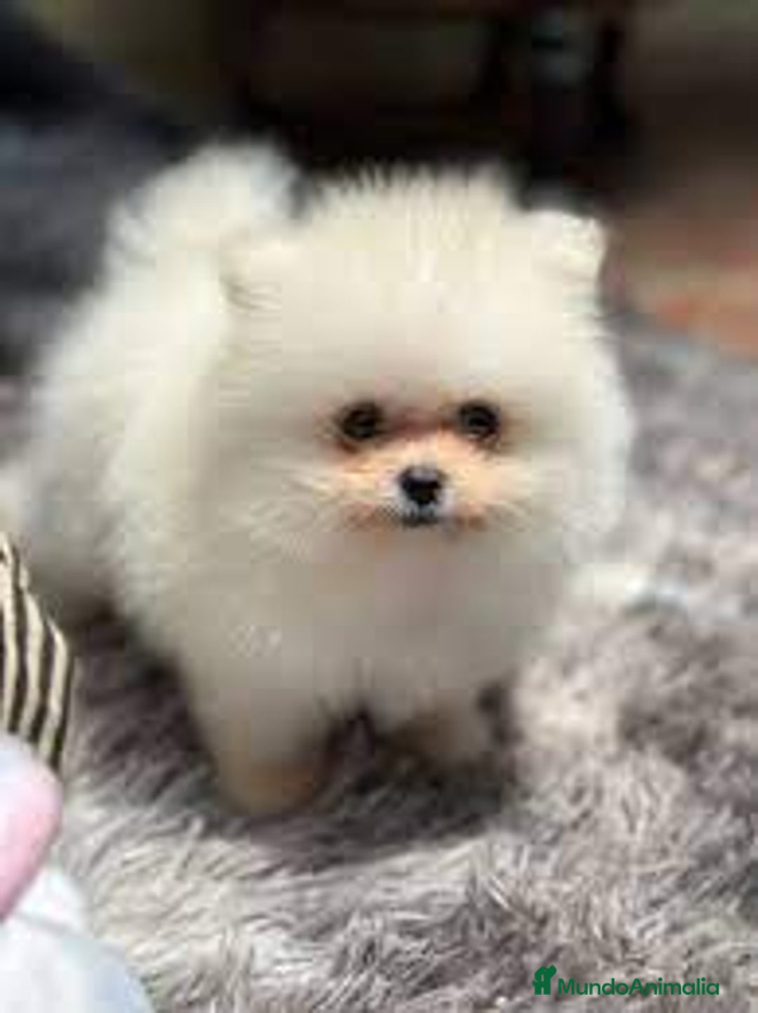 Pomerania perros en venta: pomerania toy  - Imagen 1