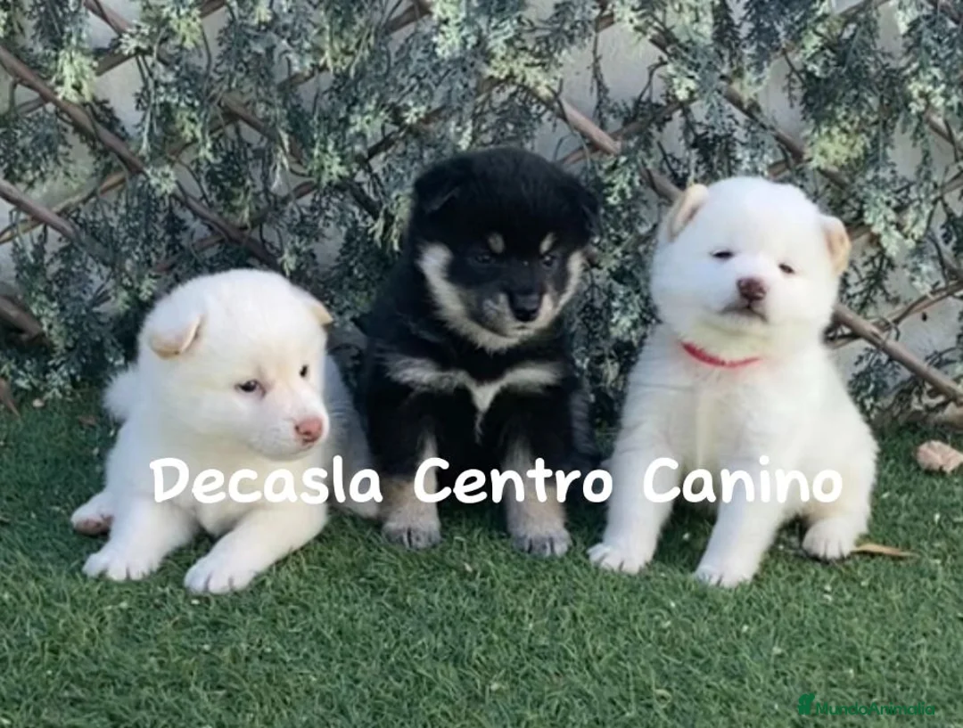 Shiba Inu perros en venta: CACHORROS DE SHIBA INU. Centro canino - Anuncio 3