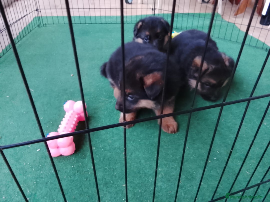 Pastor Alemán perros en venta: Cachorros de pastor alemán  - Anuncio 8