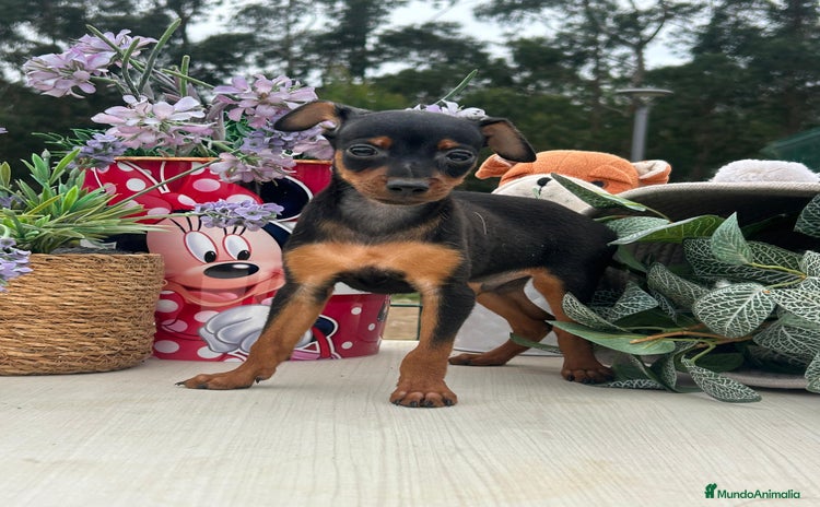 Pinscher Miniatura perros - Propaganda 1