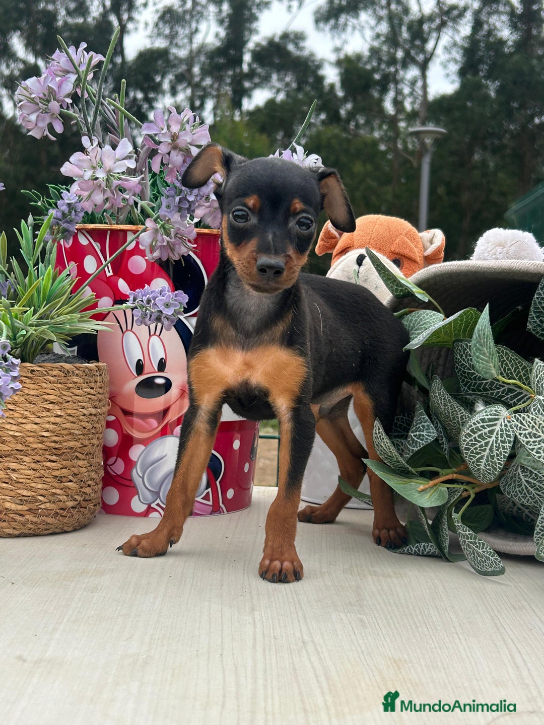 Pinscher Miniatura perros en venta: Excelente camada de mini pincher - Imagen 1