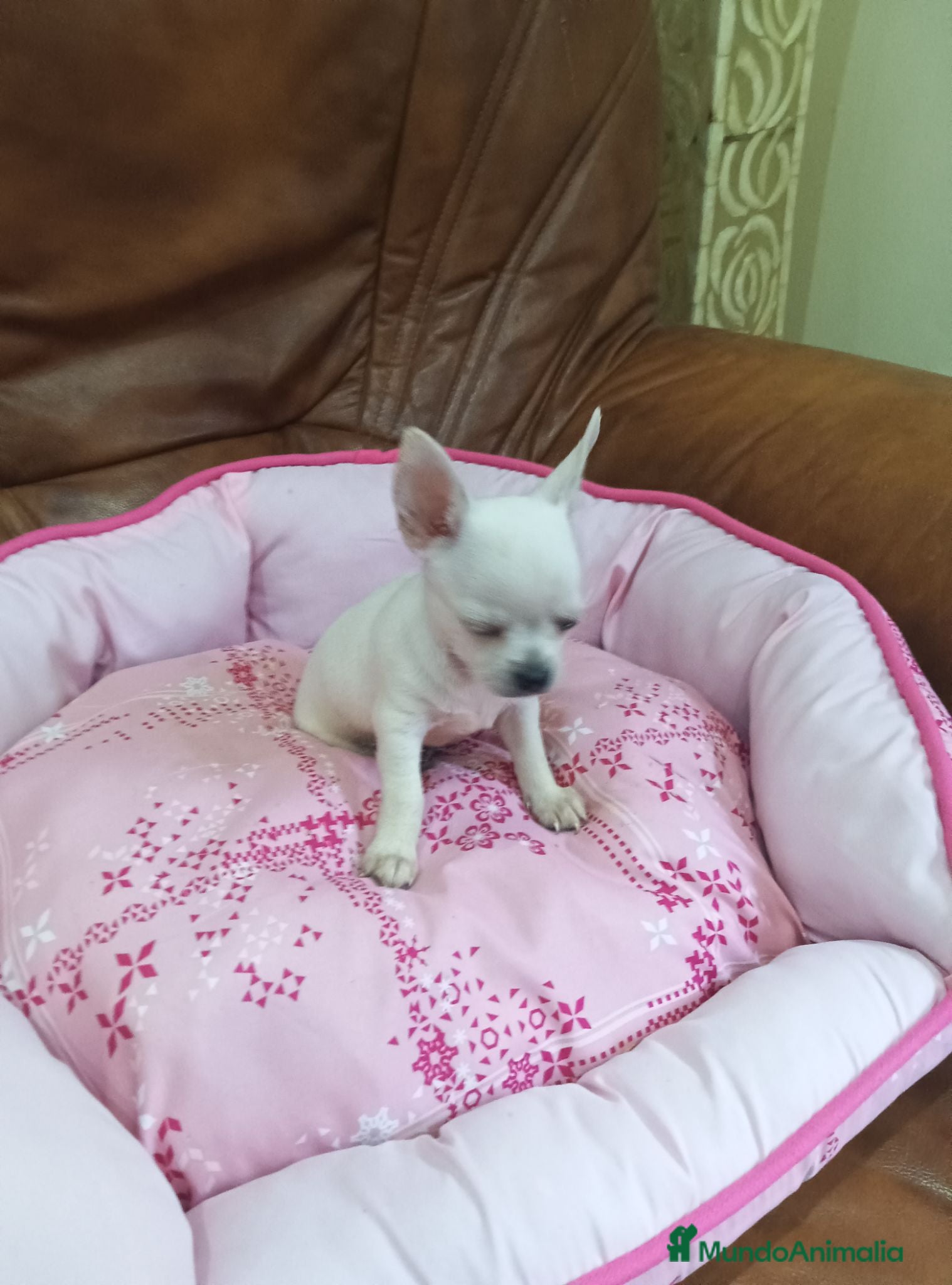 Chihuahua perros Chihuahua toy blanco - Anuncio 1