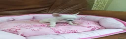 Chihuahua perros en venta: Chihuahua toy blanco - Anuncio 1
