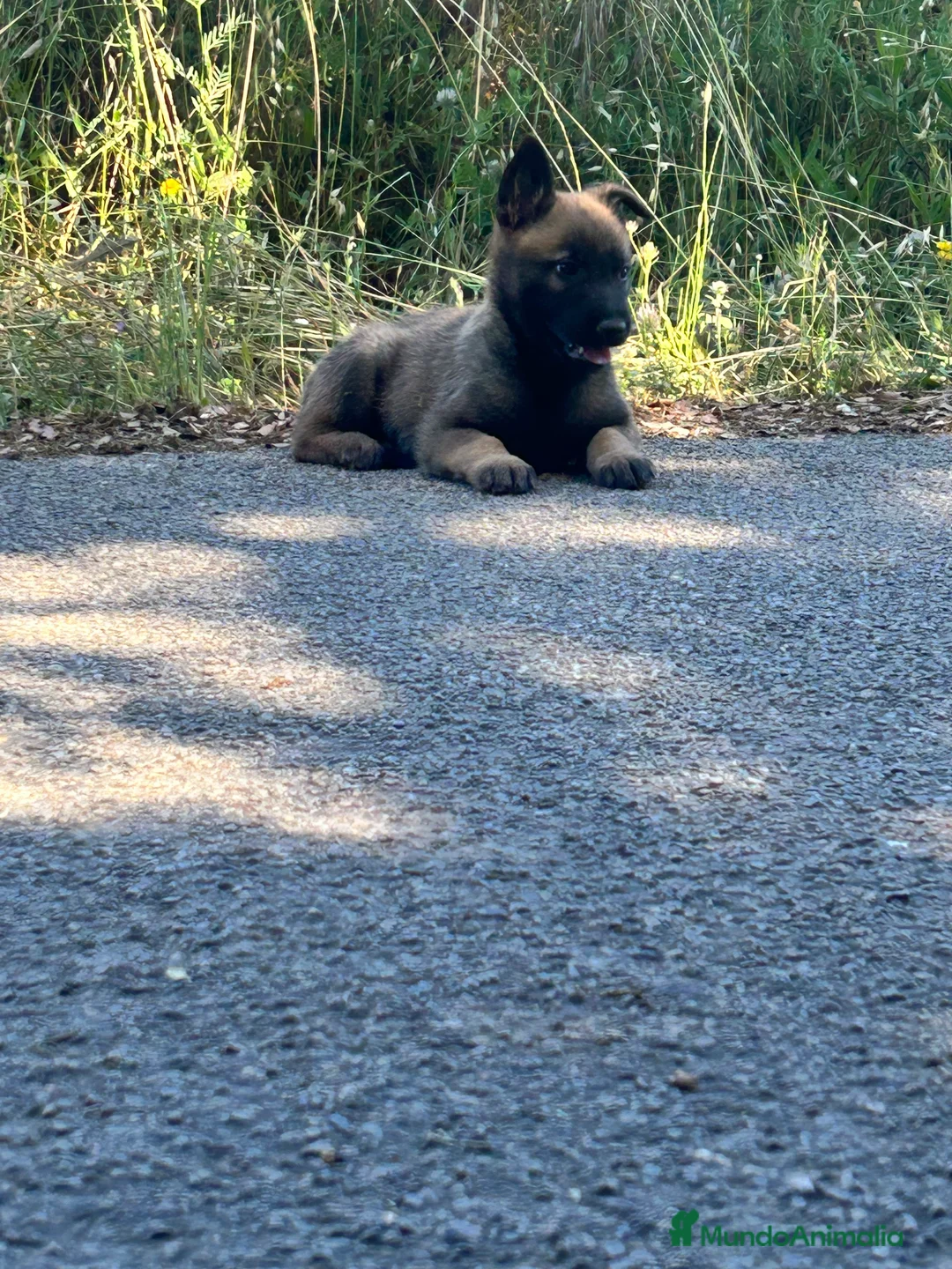 Pastor Belga Malinois perros en venta: Pastor belga malinois  - Anuncio 12
