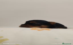 Yorkshire Terrier perros en venta: Cachorros de yorkshire  - Imagen 4