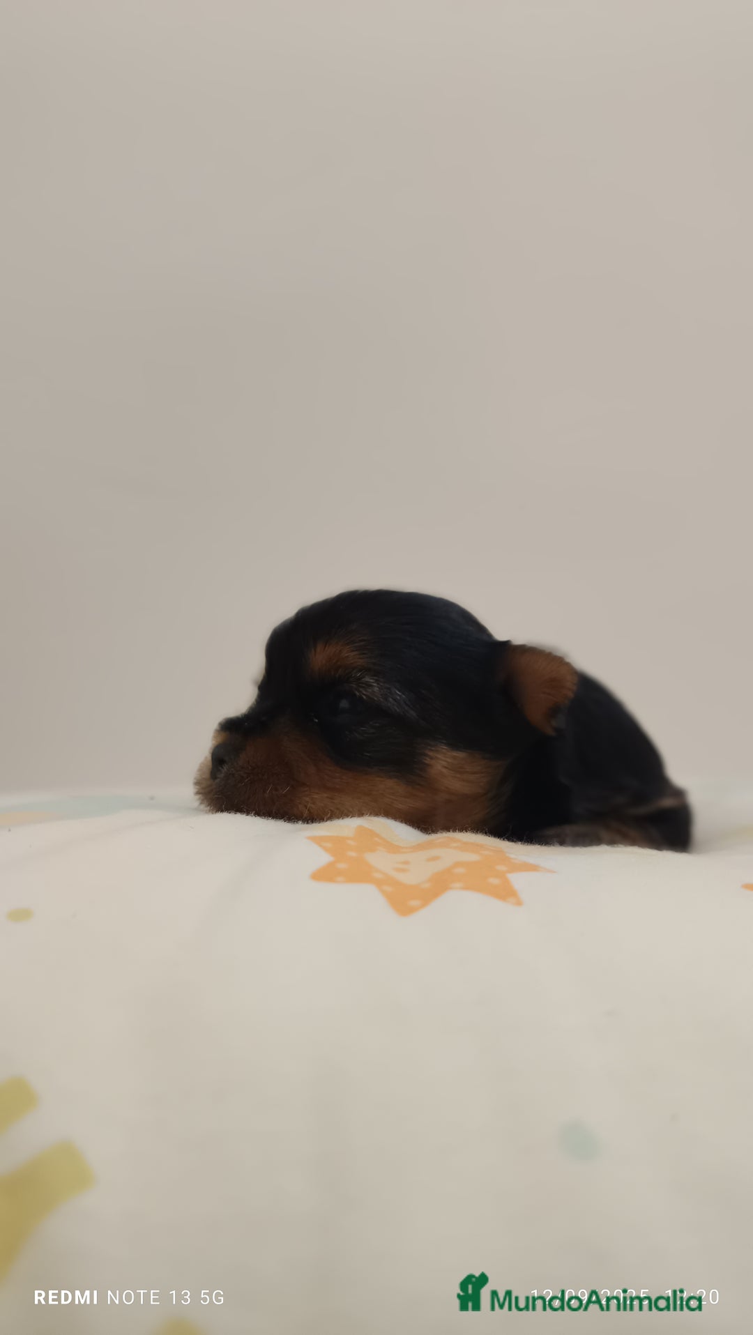 Yorkshire Terrier perros en venta: Cachorros de yorkshire  - Imagen 4