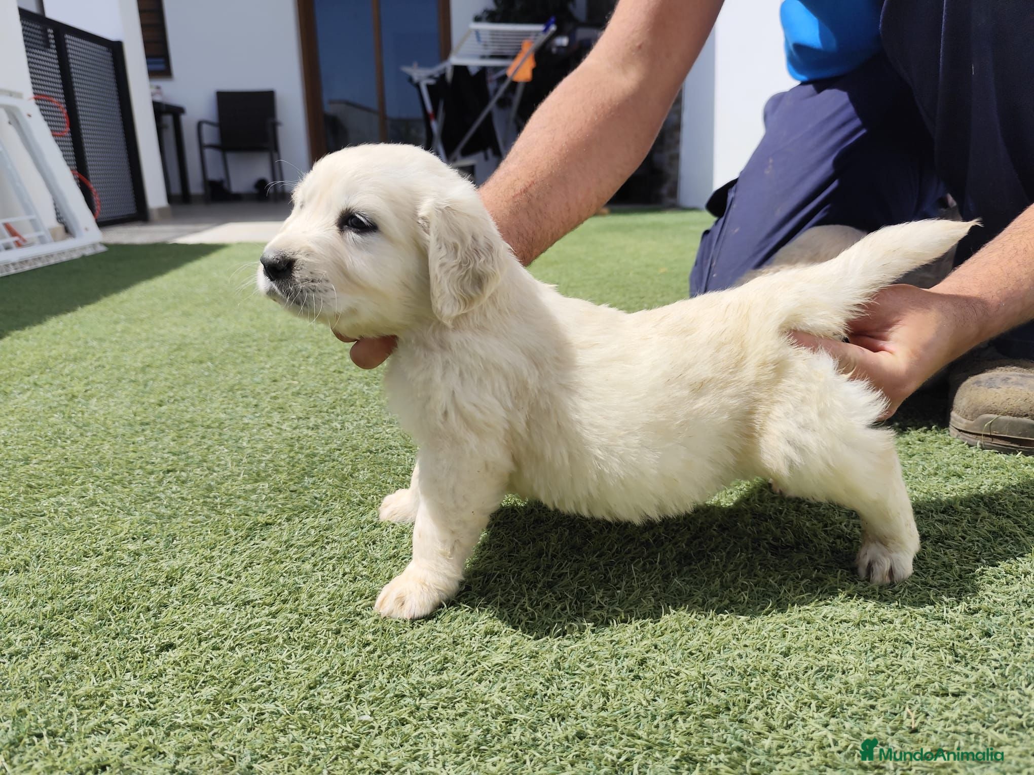 Golden Retriever perros Golden Retriever  - Anuncio 2