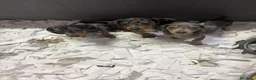 Teckel Miniatura perros en venta: Teckel miniatura - Anuncio 13