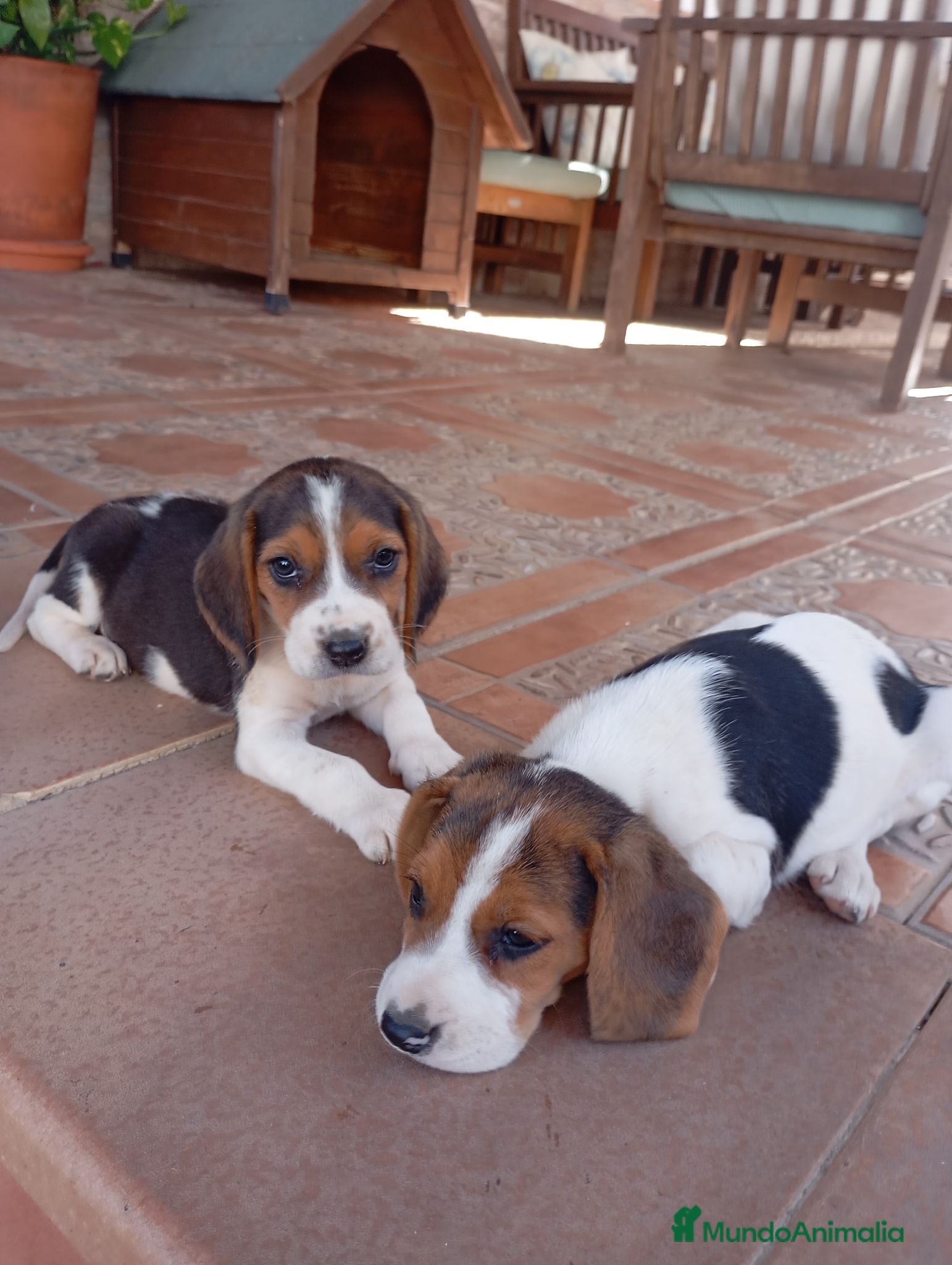 Beagle perros Beagles de exposición - Anuncio 1