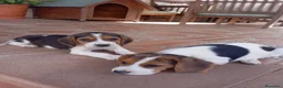 Beagle perros en venta: Beagles de exposición - Anuncio 1