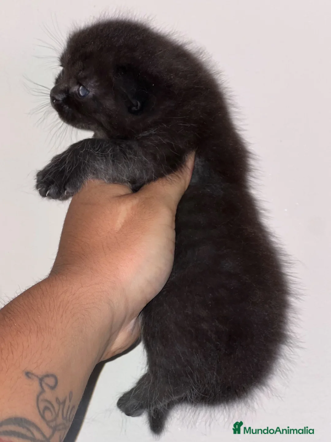 Británico de Pelo Corto gatos en venta: MACHITO NEGRO BRITISH SHORTHAIR  - Anuncio 3