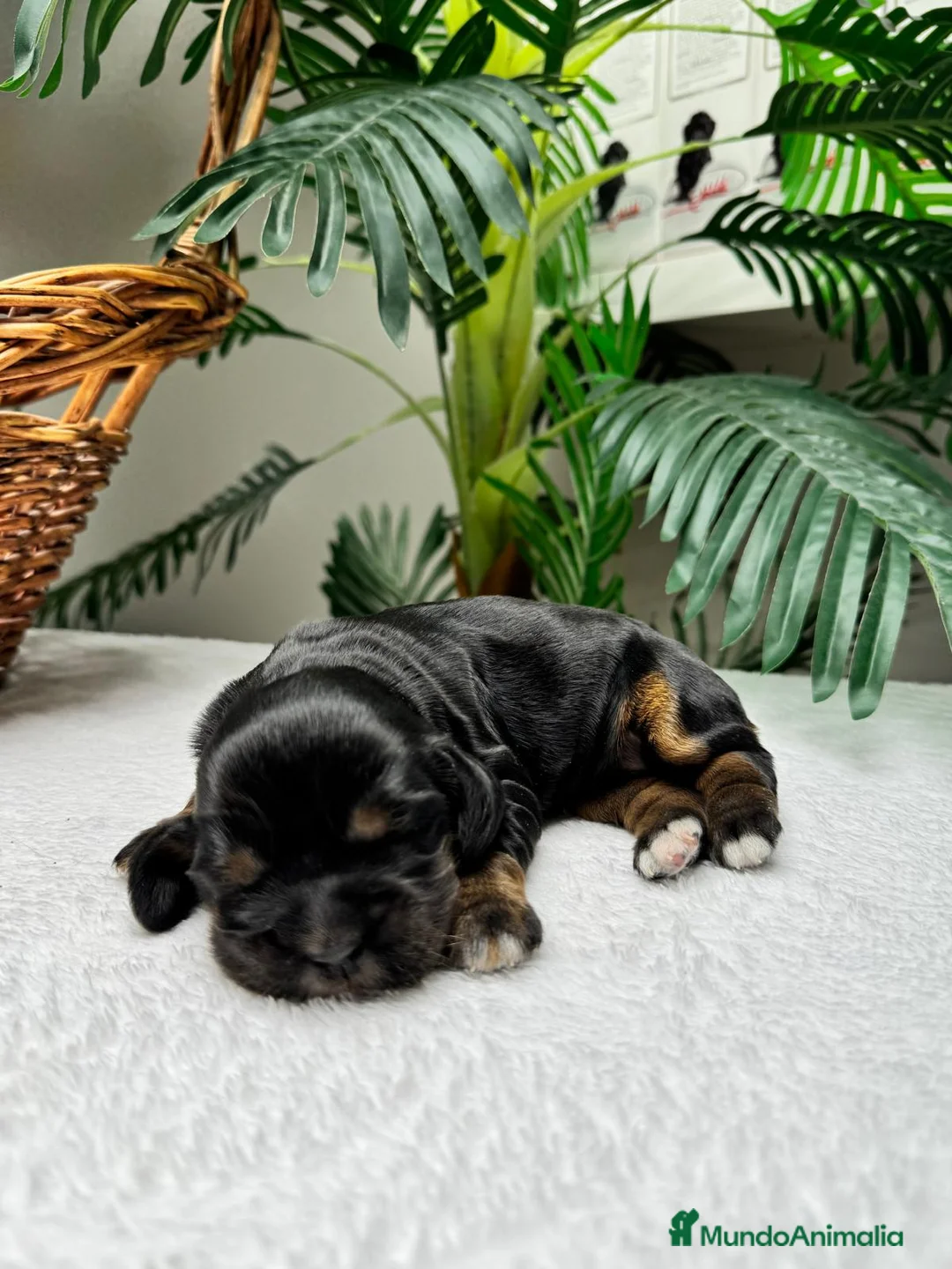 Cocker Spaniel Inglés perros en venta: COCKER SPANIEL INGLES  - Anuncio 2
