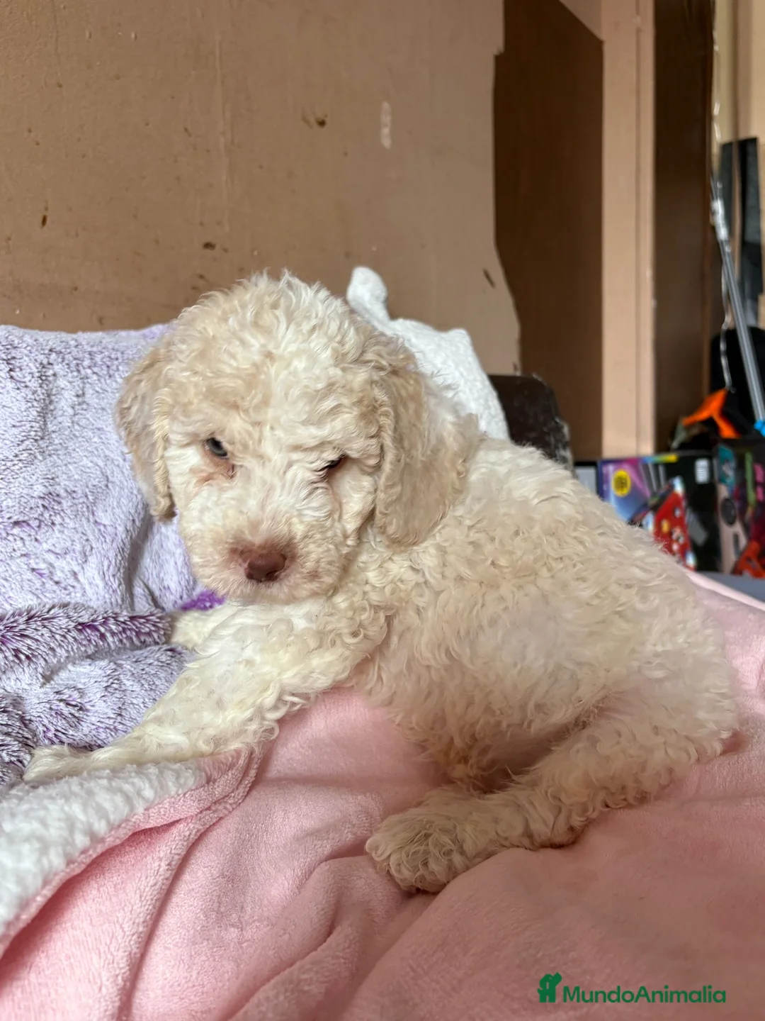 Perro de Agua Español perros en venta: Perro de agua español  - Anuncio 18