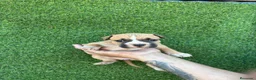American Staffordshire-Terrier perros en venta: America Staffordshire terrier  - Anuncio 9