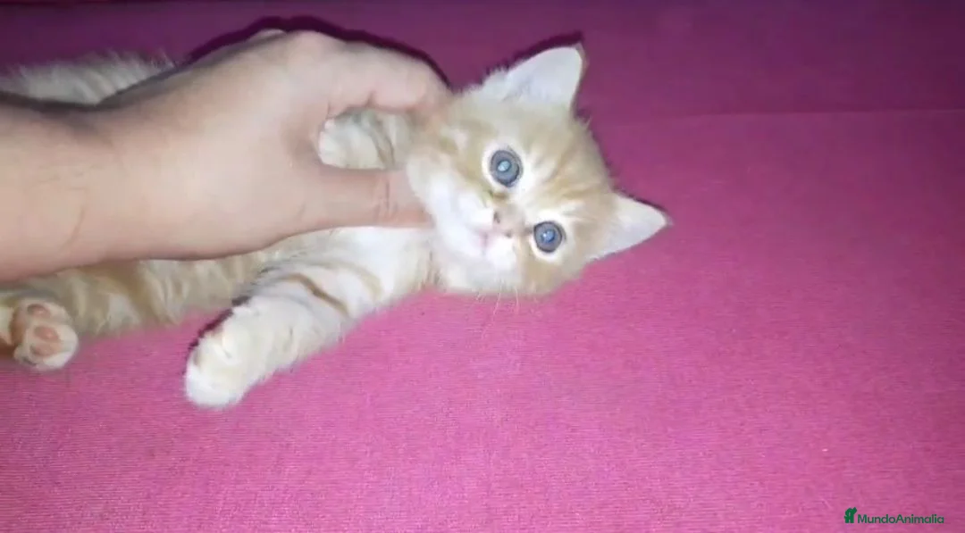 Británico de Pelo Corto gatos en venta: OFERTA FIN DE SEMANA. Último british  - Anuncio 5
