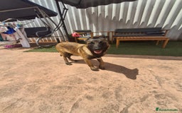 Pastor Belga Malinois perros en venta: Pastor belga malinois  - Imagen 9