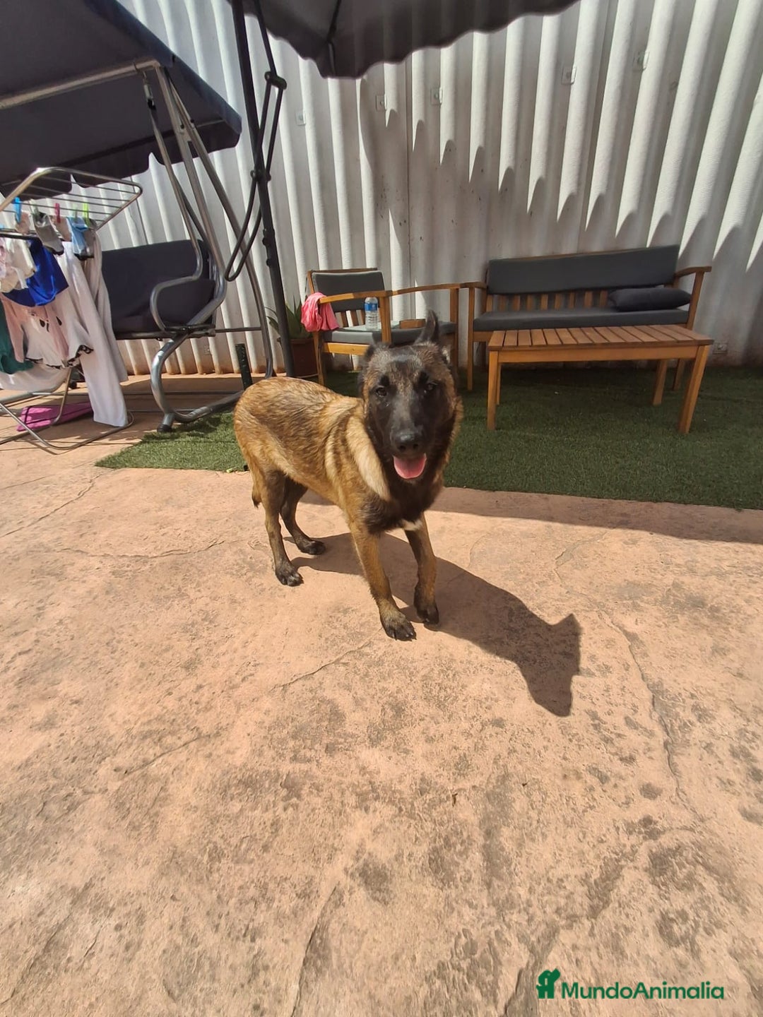 Pastor Belga Malinois perros en venta: Pastor belga malinois  - Imagen 9