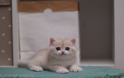 Británico de Pelo Corto gatos en venta: British blue golden - Imagen 3