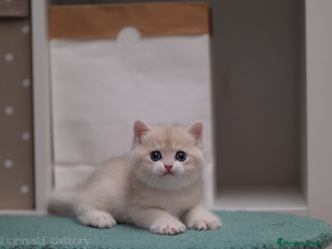 Británico de Pelo Corto gatos en venta: British blue golden - Imagen 3