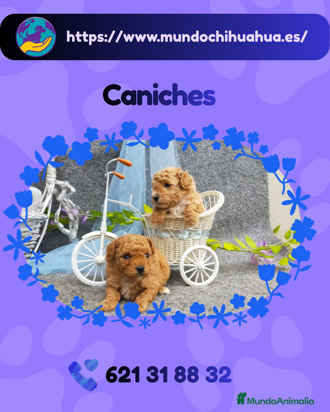 Caniche Enano perros Camada de caniche enanos disponibles 🐩 - Anuncio 1