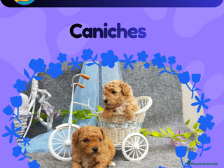 Caniche Enano perros Camada de caniche enanos disponibles 🐩 - Anuncio 1