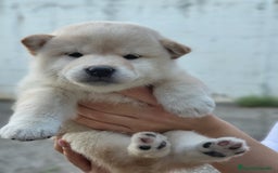Shiba Inu perros en venta: Cachorros  - Imagen 4