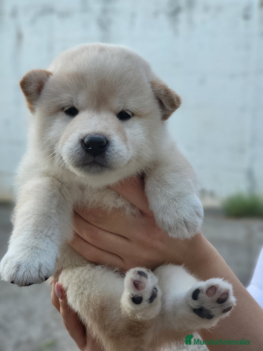Shiba Inu perros en venta: Cachorros  - Imagen 4