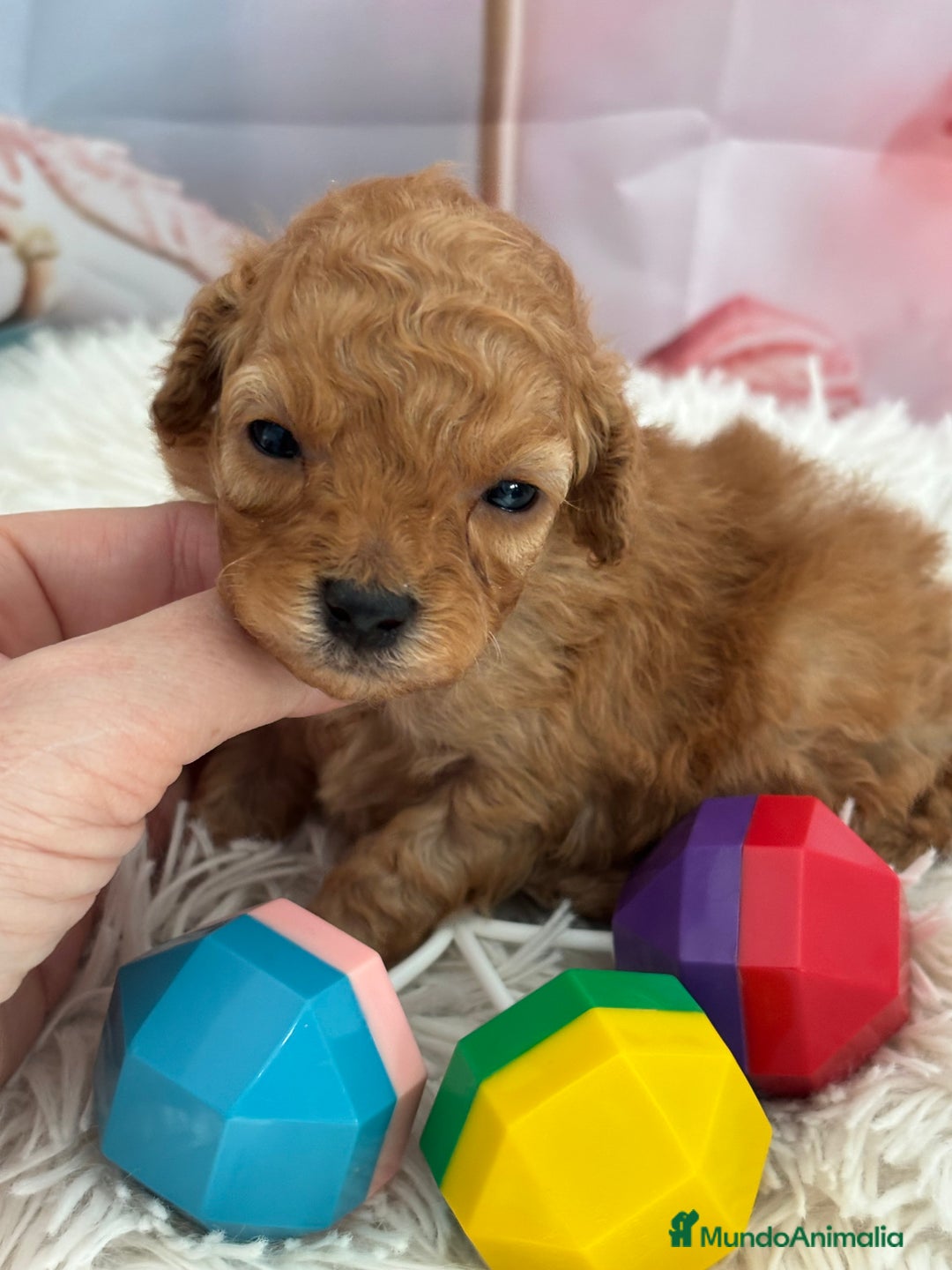 Caniche Toy perros en venta: Caniche Toy Apricot  - Anuncio 2