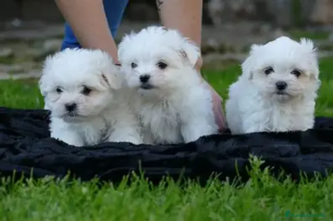 Bichón Maltés perros en venta: CACHORRO BICHON MALTES AMERICANO/COREANO - Anuncio 3