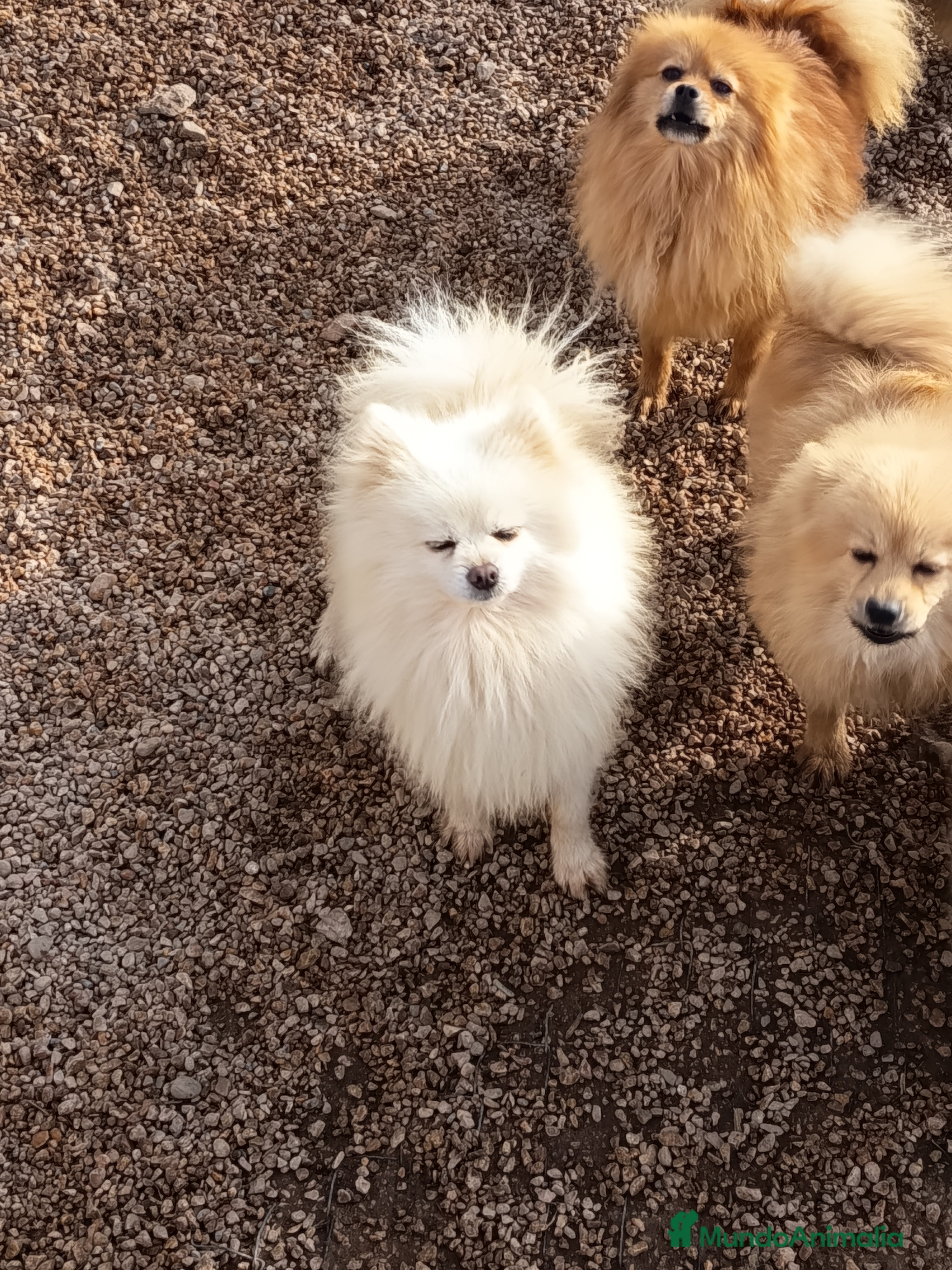 Pomerania perros Cachorro de pomerania  - Anuncio 1