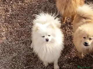 Pomerania perros Cachorro de pomerania - Anuncio 1