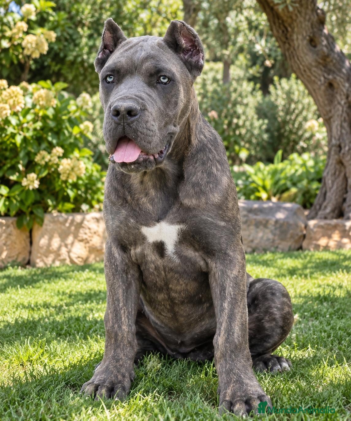 Cane Corso perros Cane corso - Anuncio 1