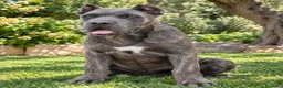 Cane Corso perros en venta: Cane corso - Anuncio 1