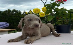 Weimaraner perros en venta: Braco de weimar. Precio real - Imagen 1