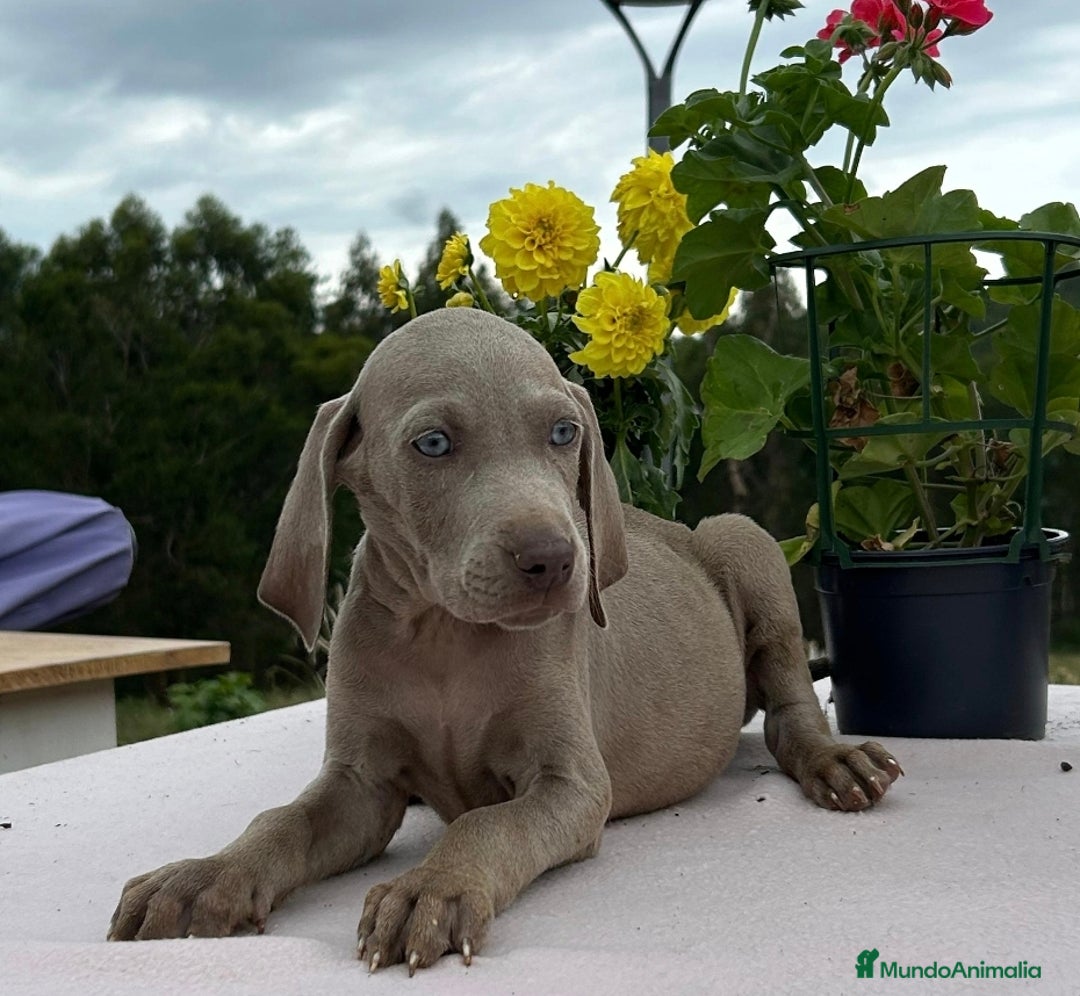 Weimaraner perros en venta: Braco de weimar. Precio real - Imagen 1